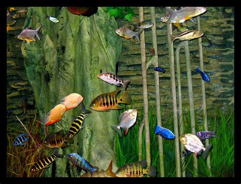 st louis aquarium military discount|Combo Tickets .